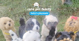 Voice-controlled electric dog toy plush with music, perfect for kids and as a gift.