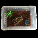 Transparent acrylic reptile tank with lid, ideal for breeding insects, spiders, tortoises, and lizards